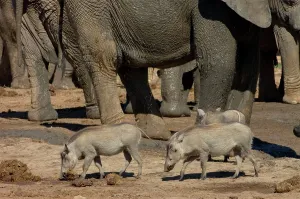 Faeces: Warthog investigating elephant dung, dwarfed by elephants