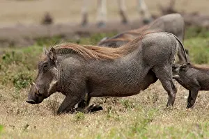 Aethiopicus: Warthog - kneeling to eat
