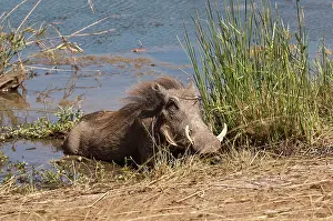 Warthogs: Warthog - lying at edge of waterhole