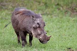 Warthog: Warthog, Maasai Mara, Kenya