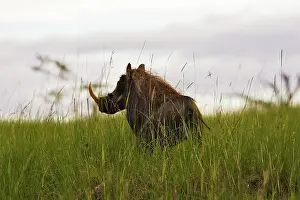 Warthogs: Warthog - male