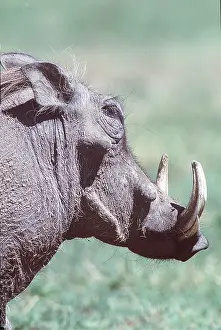 Warthogs: WARTHOG - male, close-up of head, side-on