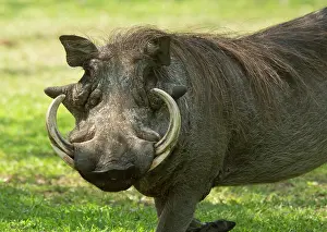 Warthogs: Warthog male Kruger National Park, South Africa