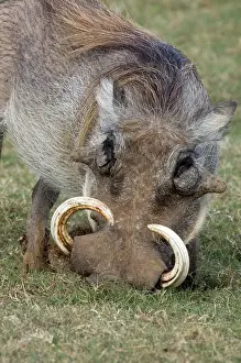 Warthogs: Warthog male with large tusks - rooting for underground