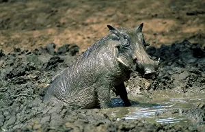 Scruffy: Warthog - male - in mud