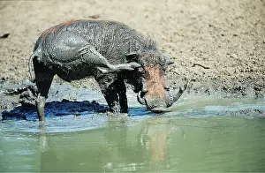 Scratching: WARTHOG - Male scratching at waterhole
