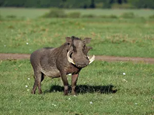 Warthogs: Warthog in the Masai Mara, Kenya, Africa Warthog