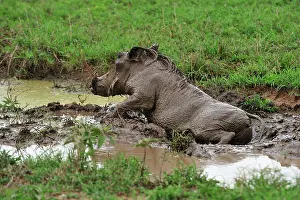 Wallowing: Warthog in the mud