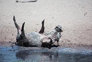 Temperature: WARTHOG - Mud bathing