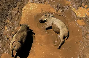 Wallowing: Warthog - pair wallowing in mud