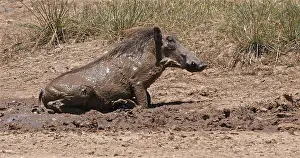Warthogs: Warthog (phacochoerus aethiopicus), Adult having