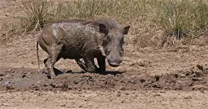 Warthogs: Warthog (phacochoerus aethiopicus), Adult having