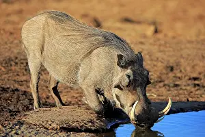 Thirsty: Warthog (Phacochoerus aethiopicus), adult, male