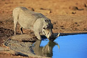 Thirsty: Warthog (Phacochoerus aethiopicus), adult, male