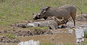 Warthogs: Warthog (phacochoerus aethiopicus), Pair having