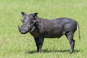 Warthogs: Warthog (Phacochoerus africanus), Masai Mara National