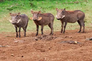Phacochoerus: Warthog (Phacochoerus africanus), Aberdare
