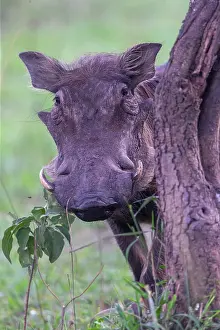 Warthogs: Warthog (Phacochoerus africanus), adult male, Lake