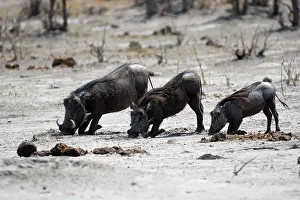 Warthog: Warthog (Phacochoerus africanus) grubing, Botswana