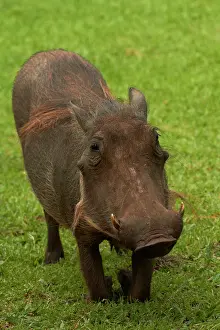 Warthog: Warthog (Phacochoerus africanus), Kruger