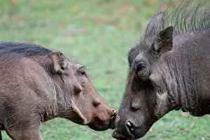 Warthog: Warthog (Phacochoerus africanus) male and female