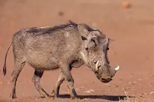 Warthogs: Warthog (Phacochoerus africanus), Private reserve