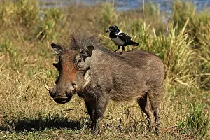 Warthogs: Warthog with pied crow on his back