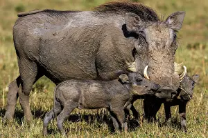 Warthogs: Warthog piglets with mother