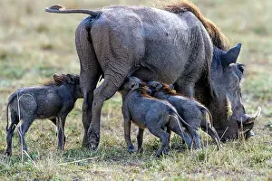 Warthogs: Warthog piglets with mother suckling