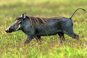 Warthogs: Warthog on the plains