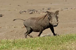 Aethiopicus: Warthog - running