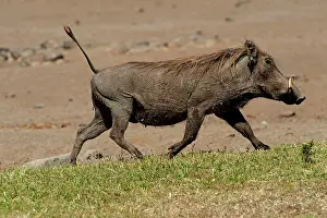 Aethiopicus: Warthog - running