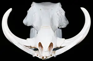 Warthogs: Warthog Skull