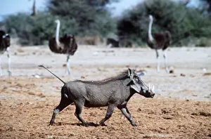 Clem Haagner: WARTHOG - trotting with tail up