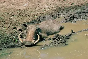 Wallowing: WARTHOG - wallowing