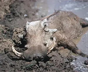 Temperature: WARTHOG - Wallowing in mud