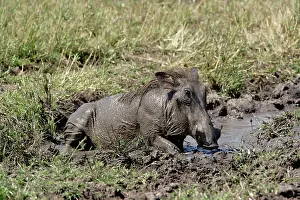 Wallowing: Warthog wallowing in mud hole, Phacochoerus