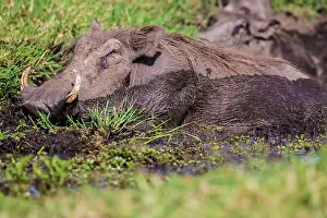 Wallowing: Warthog wallowing in mud pool