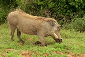 Warthogs: Warthog - Warthog grazing in typical kneeling position