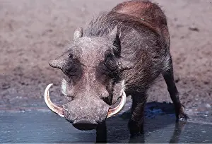 Temperature: WARTHOG - at water