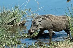 Warthogs: Warthog - in waterhole