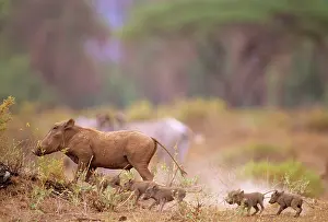 Warthogs: Warthog - with young