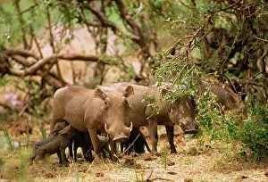 Warthogs: Warthog - with young feeding