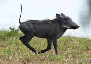 Aethiopicus: Warthog - young running