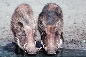 Rolling: WARTHOGS - drinking, stained Red from rolling in soil
