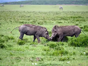 Warthogs: Warthogs in the Masai Mara, Kenya, Africa Warthogs