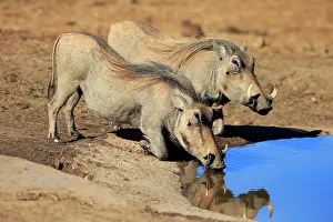 Warthogs: Two warthogs (Phacochoerus aethiopicus), adult