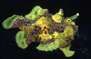 Mimicry: WARTY FROG FISH - mimics using lures