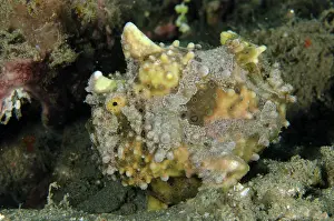 Moluccas: Warty Frogfish