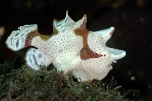 Frogfish: Warty Frogfish